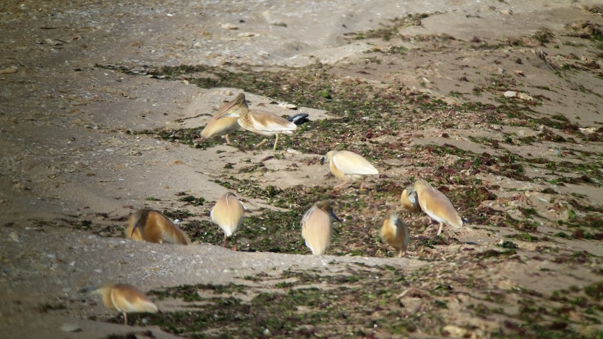 Squacco Heron - ML101489741