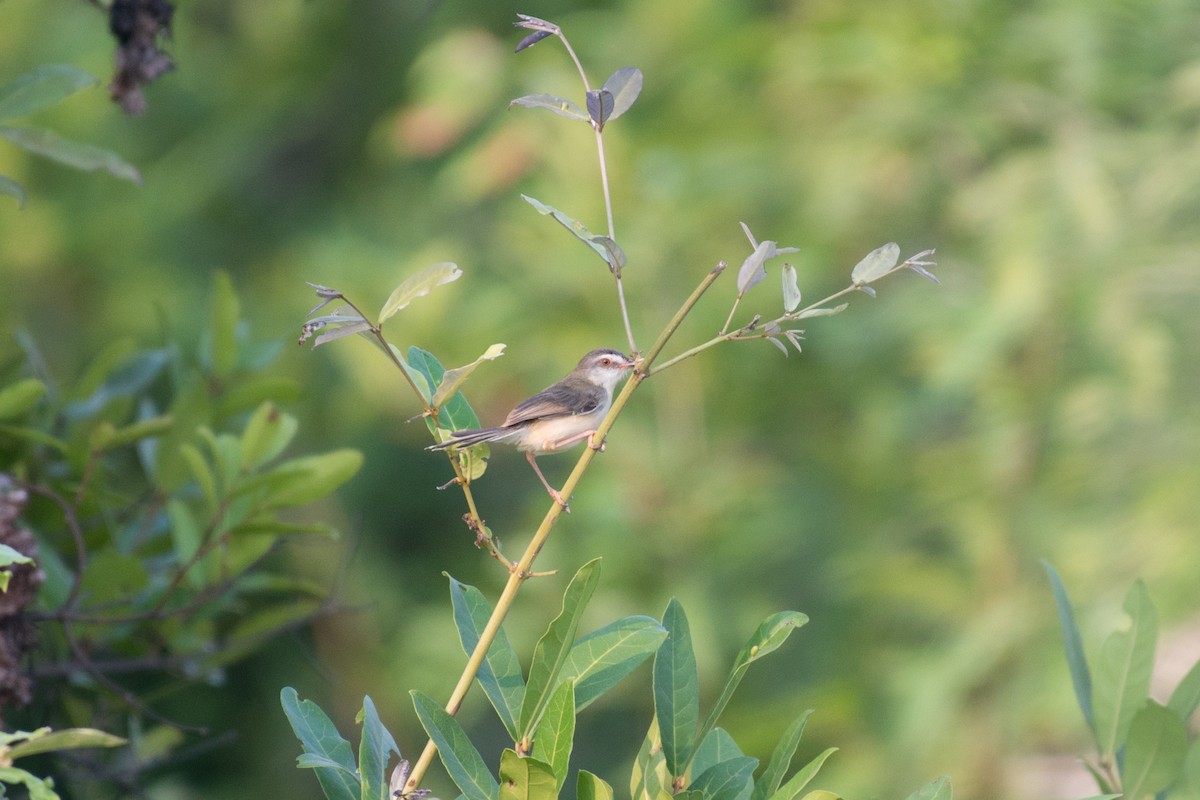 Plain Prinia - ML101490341