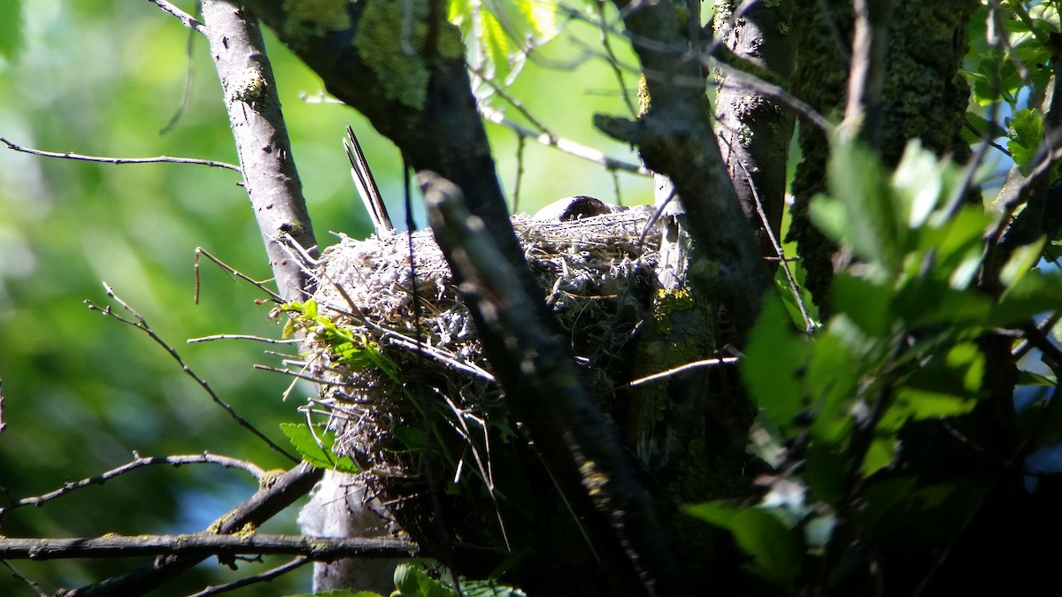 Lesser Gray Shrike - Raimund Barth