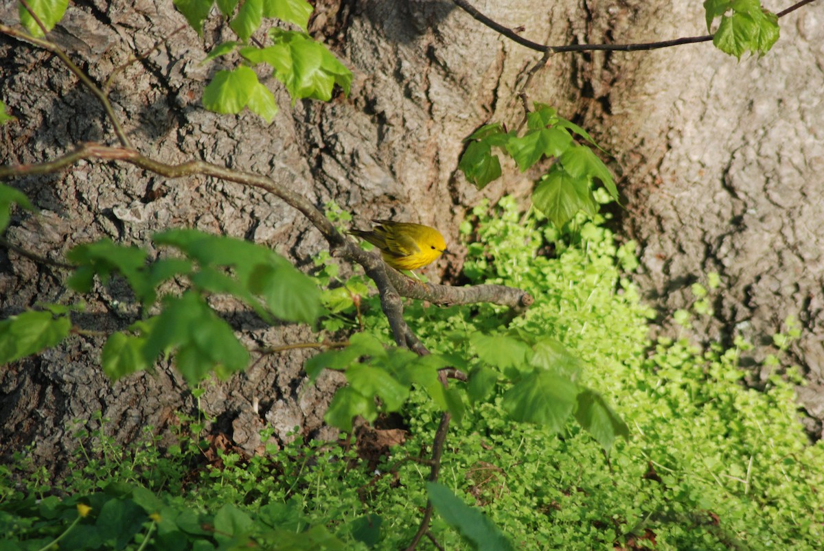 Yellow Warbler - Tim Metcalf