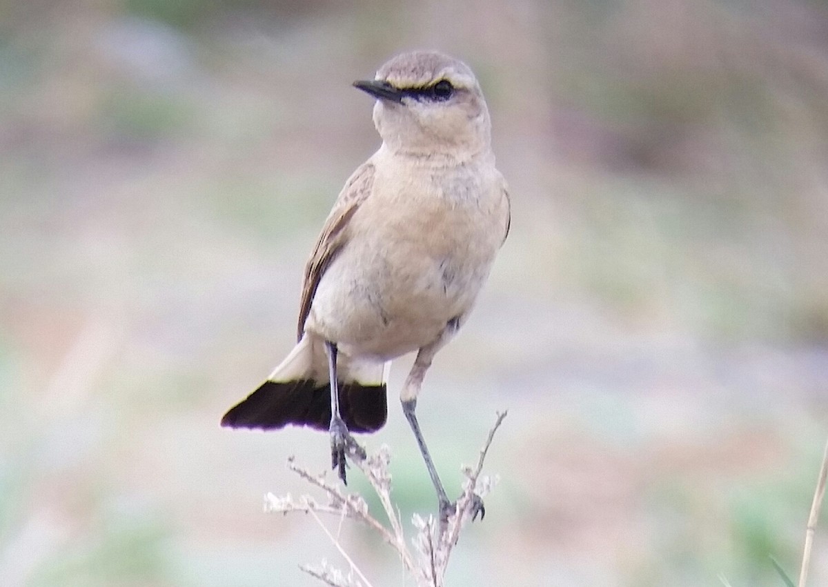 Isabelline Wheatear - ML101495241