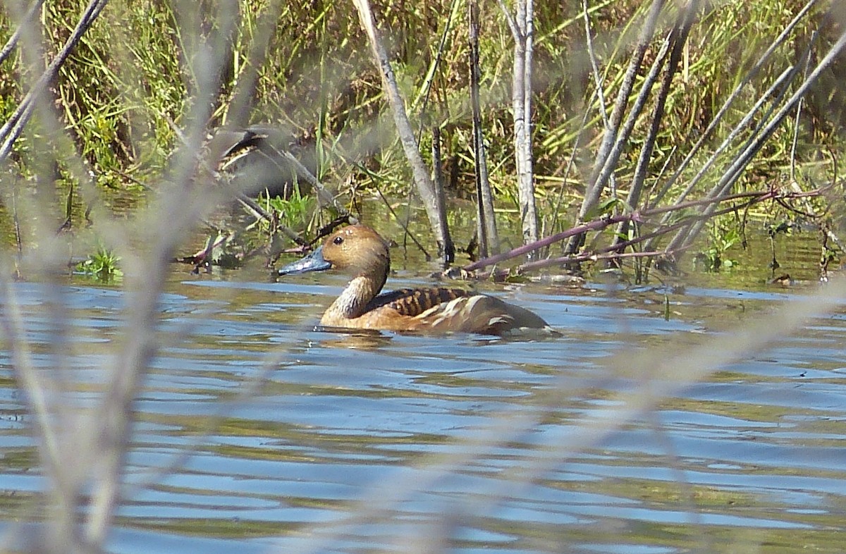 Fulvous Whistling-Duck - ML101500201