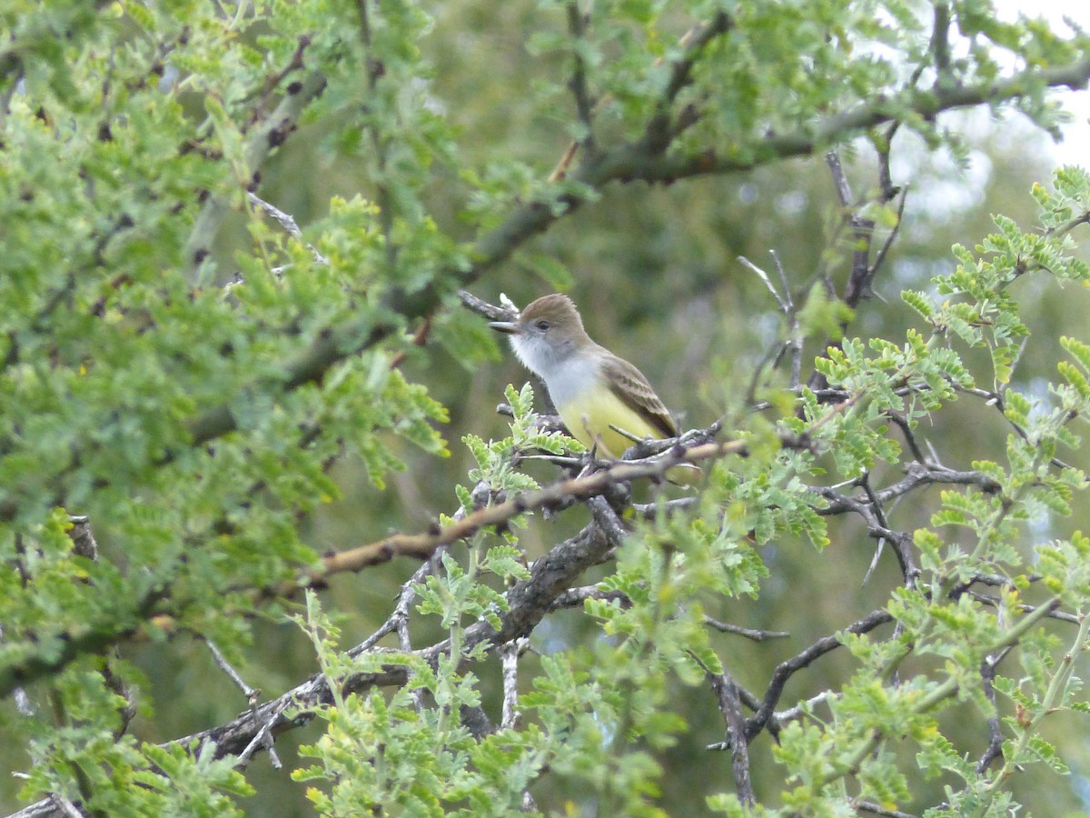 Brown-crested Flycatcher - Martín Toledo