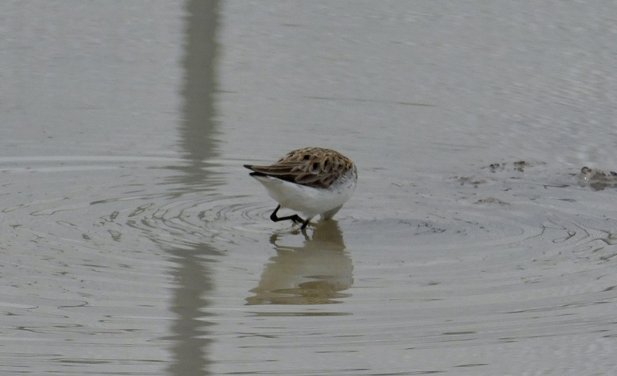 Semipalmated Sandpiper - ML101503821