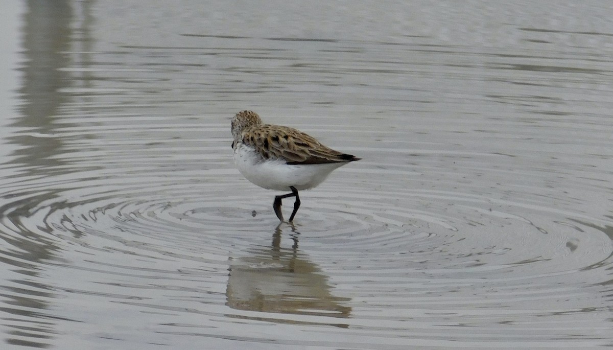 Semipalmated Sandpiper - ML101503831