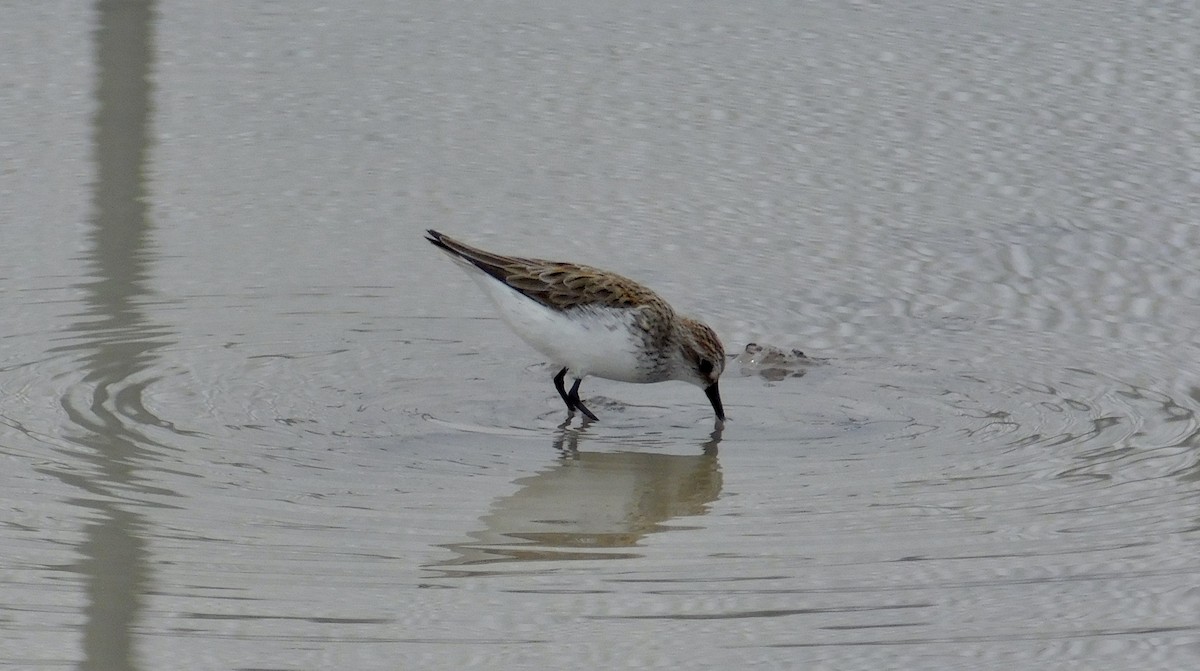 Semipalmated Sandpiper - ML101503851