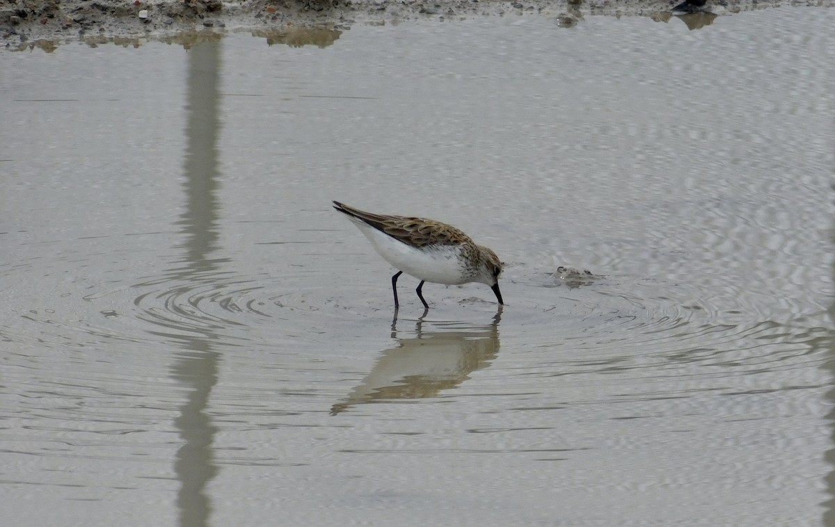 Semipalmated Sandpiper - ML101503861