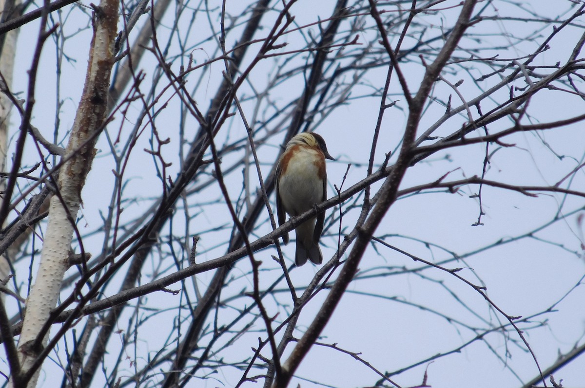 Bay-breasted Warbler - ML101504041