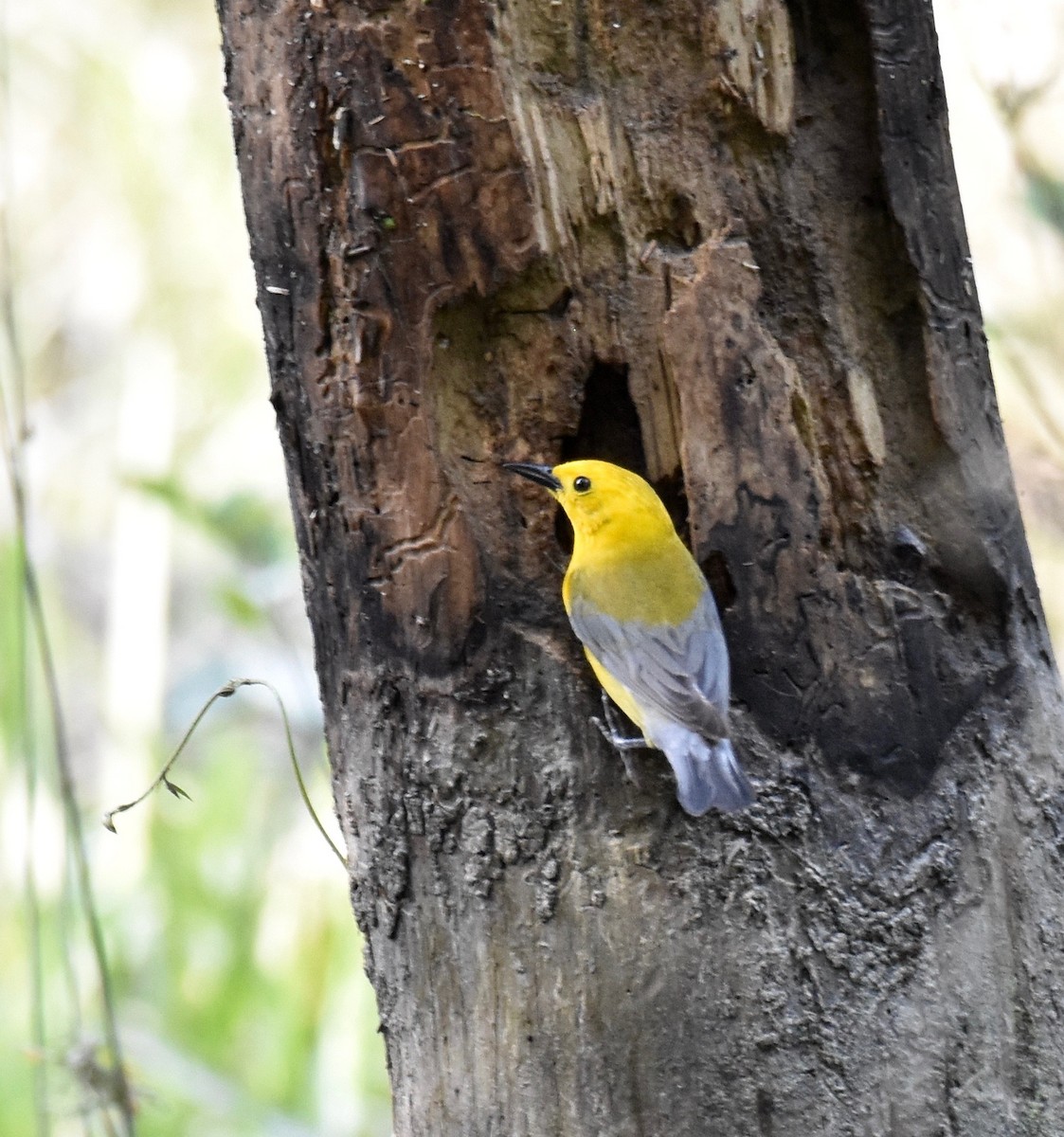 Prothonotary Warbler - Suzette Stitely