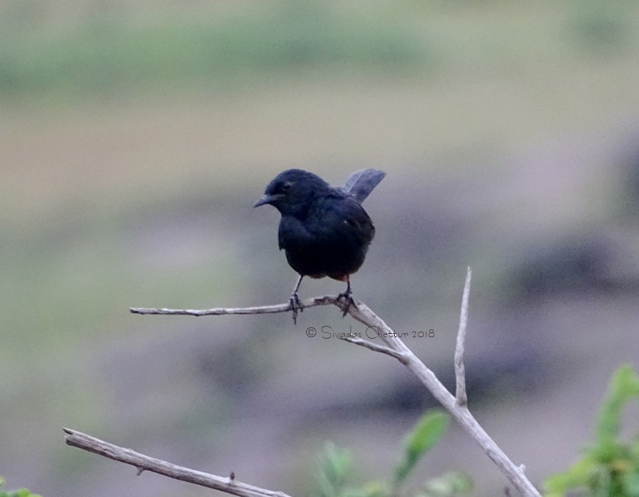 Indian Robin - Sivadas Chettur