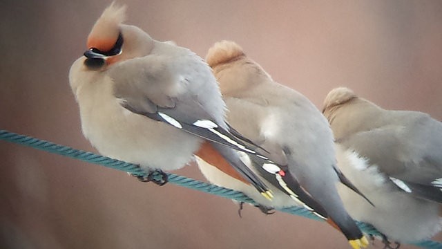 Bohemian Waxwing - ML101504851