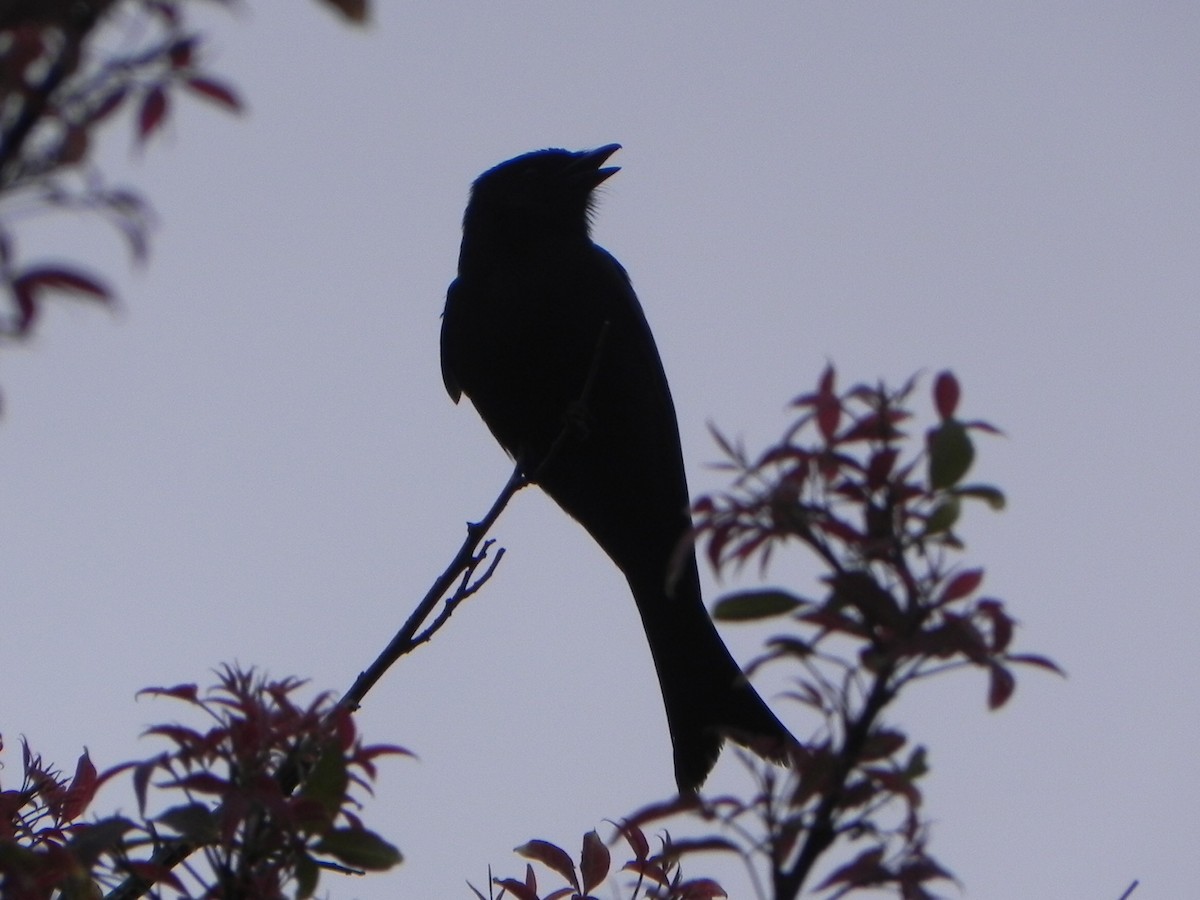 Fork-tailed Drongo - ML101505301