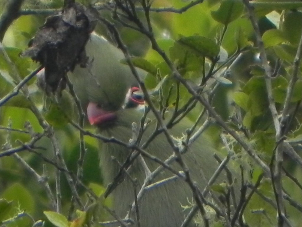 Knysna Turaco - ML101506031