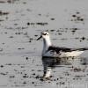 Red Phalarope - ML101507361