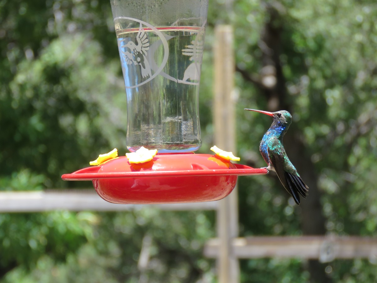 Broad-billed Hummingbird - Jeffrey Bailey