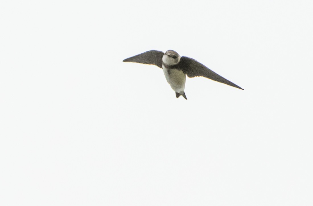 Bank Swallow - ML101507911