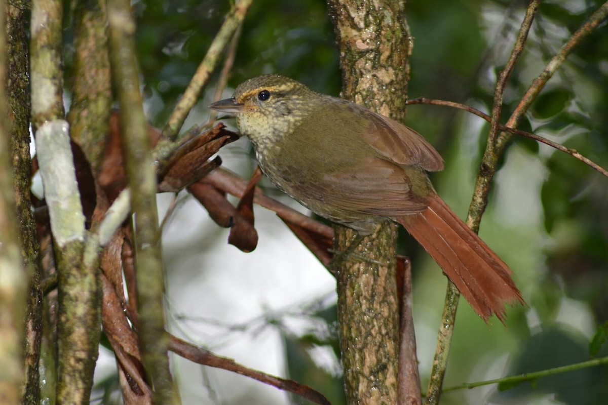 Buff-browed Foliage-gleaner - ML101508371