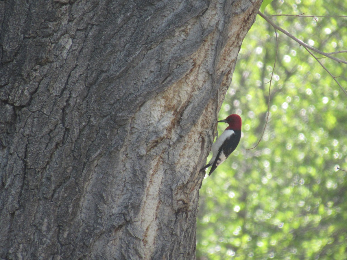 Red-headed Woodpecker - ML101508641