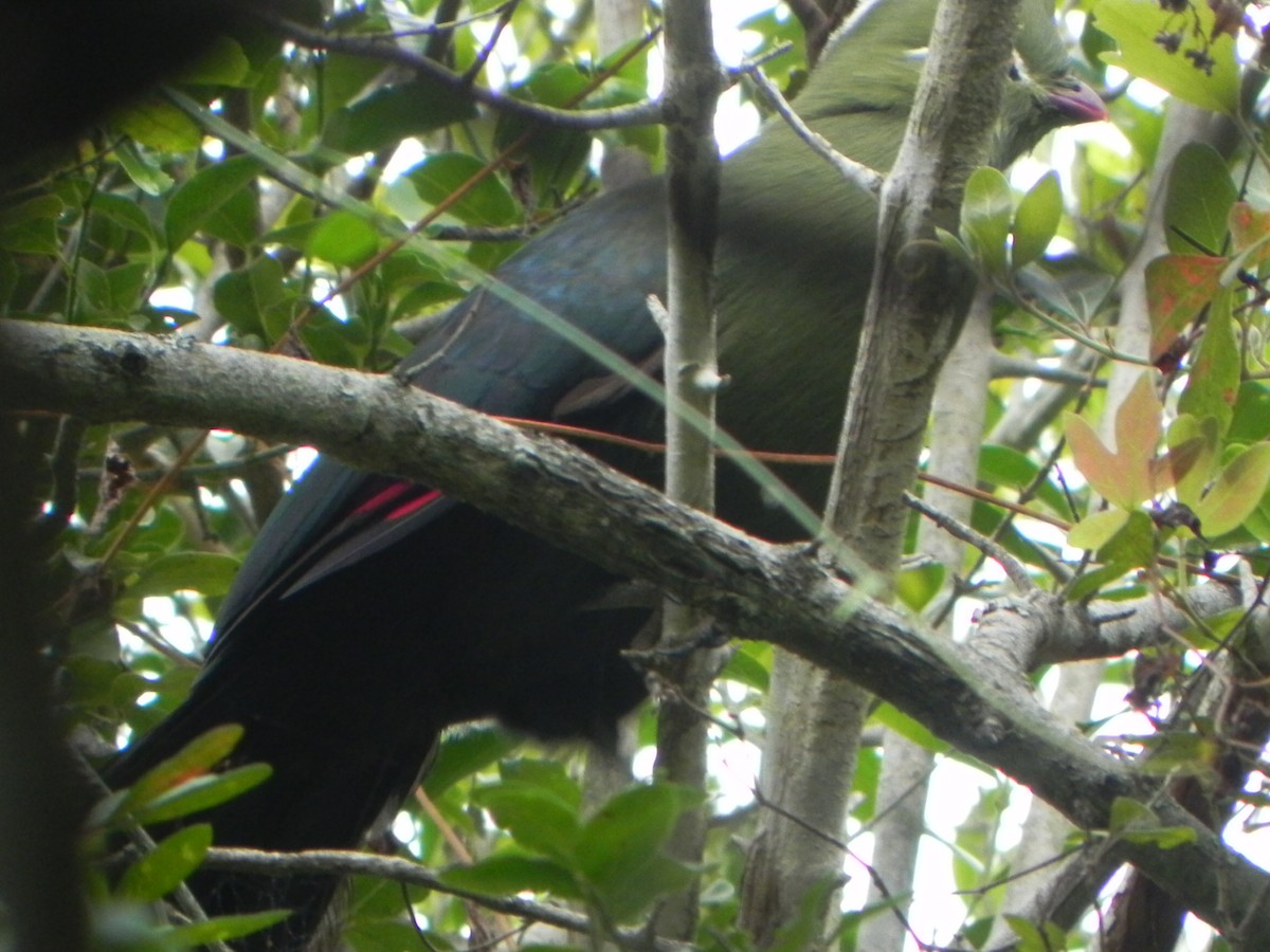 Knysna Turaco - ML101508831