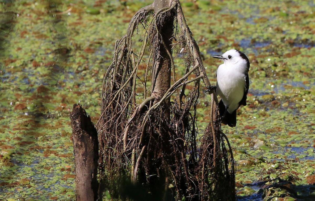 Black-backed Water-Tyrant - Patrick MONNEY