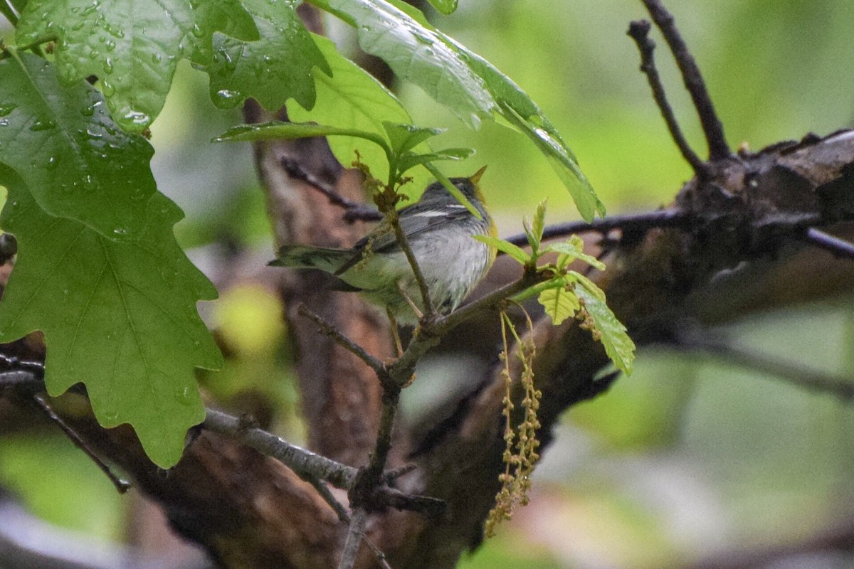 Parula Norteña - ML101511201