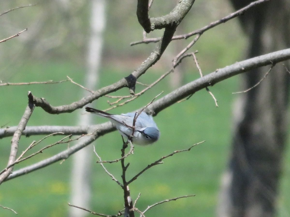 nordmyggsmett - ML101511471