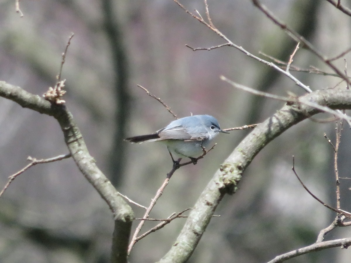 nordmyggsmett - ML101511501