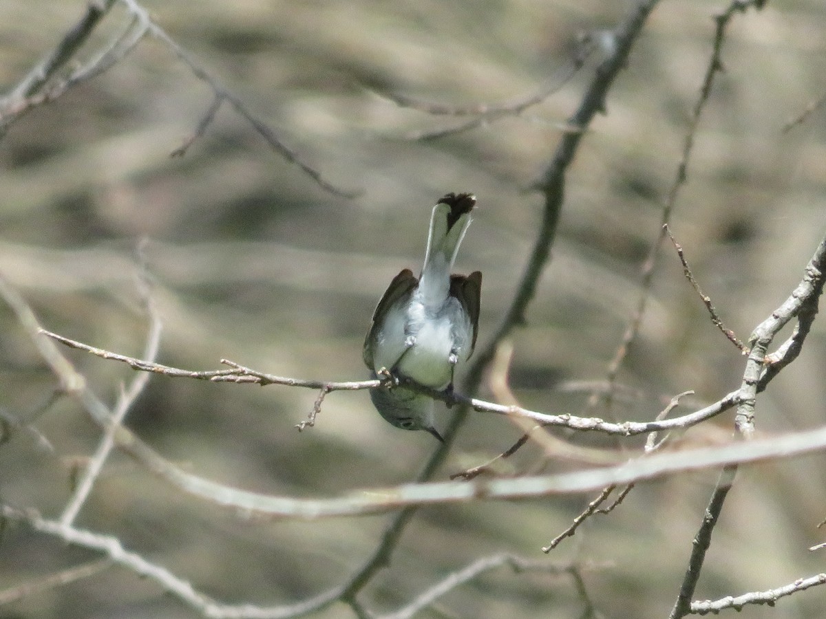 nordmyggsmett - ML101511511