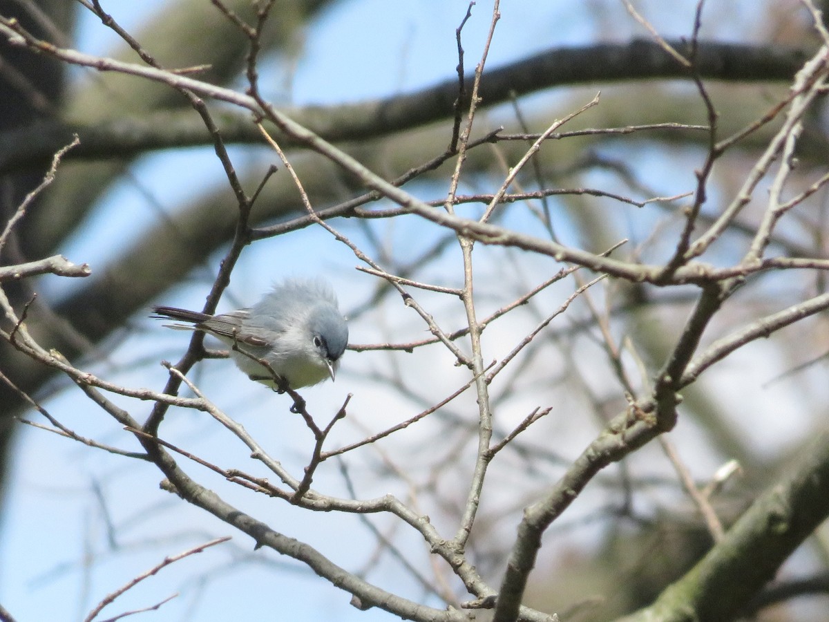 nordmyggsmett - ML101511531