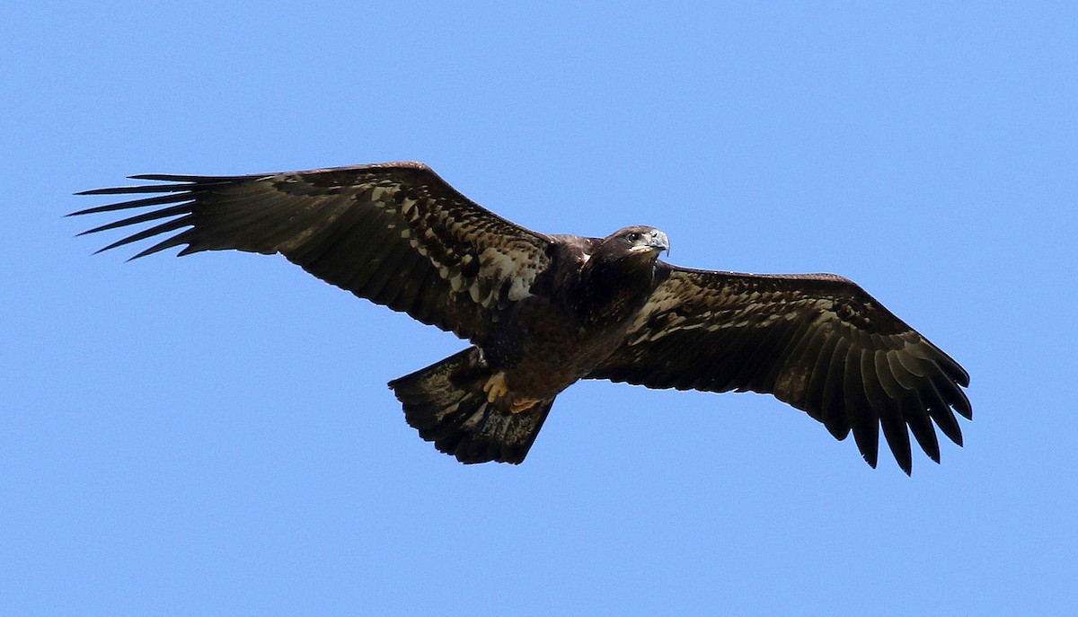 Bald Eagle - ML101511861