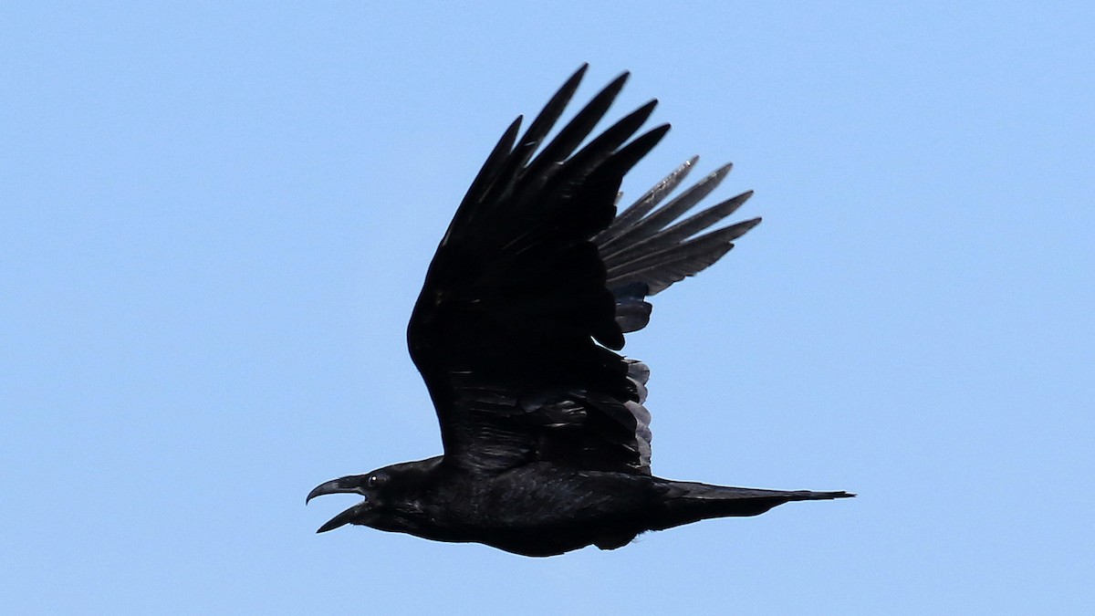 Common Raven - ML101511951