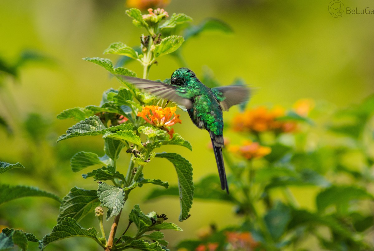 Golden-crowned Emerald - ML101512721