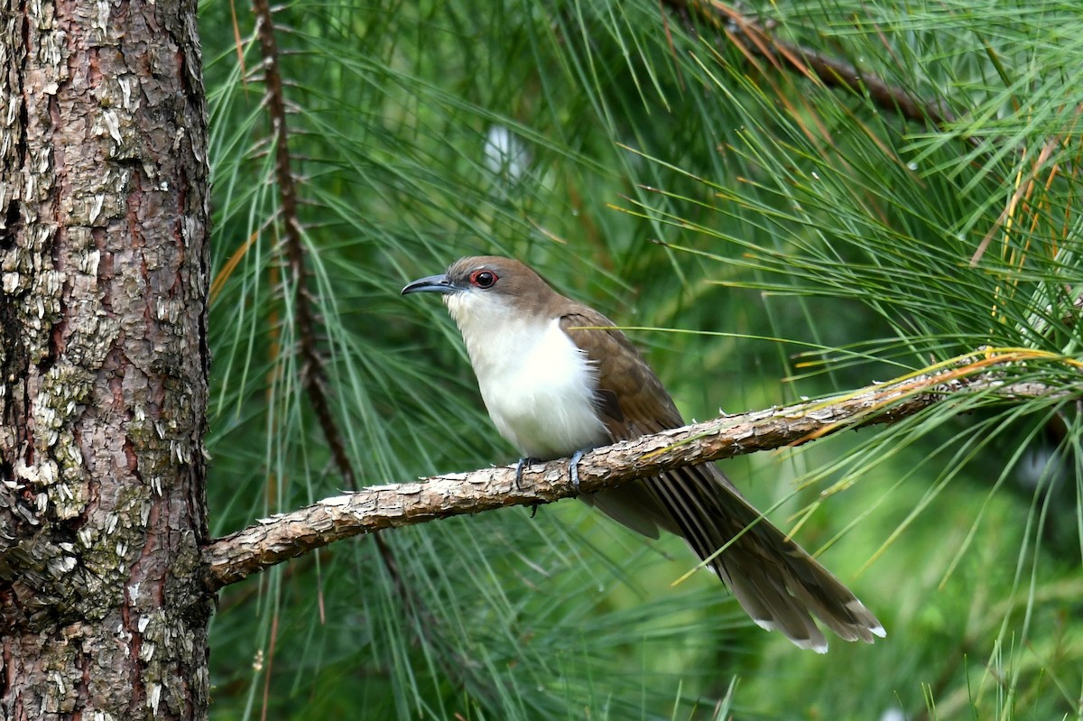 Black-billed Cuckoo - Jesse Anderson