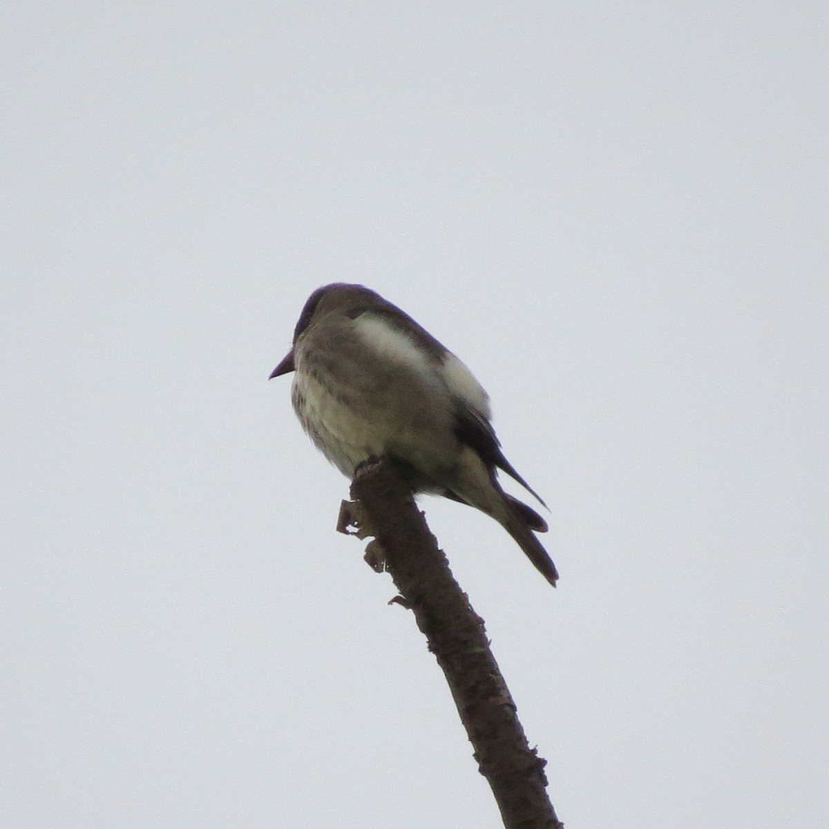 Olive-sided Flycatcher - ML101516161