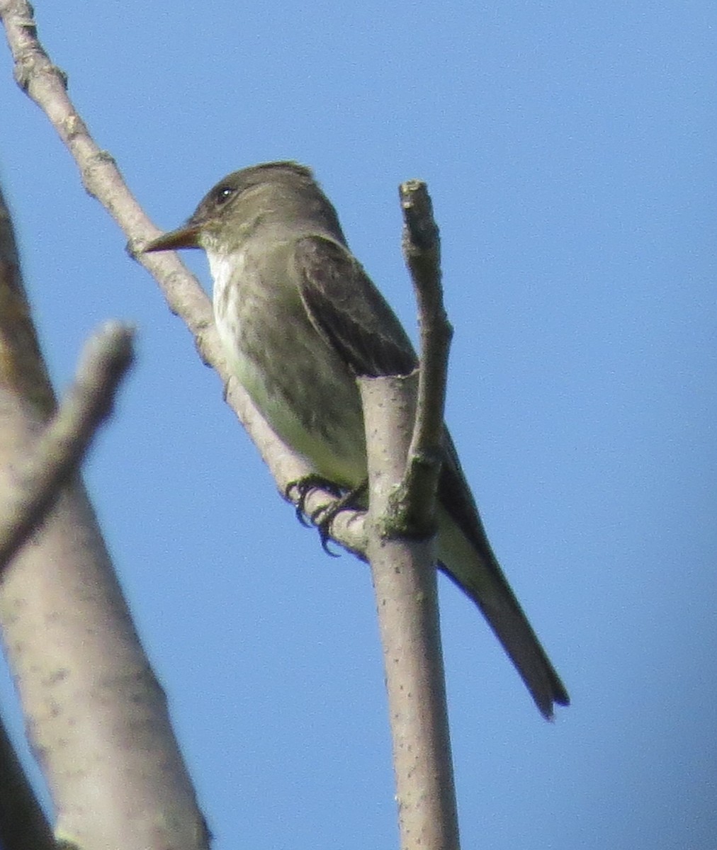 Olive-sided Flycatcher - ML101516261