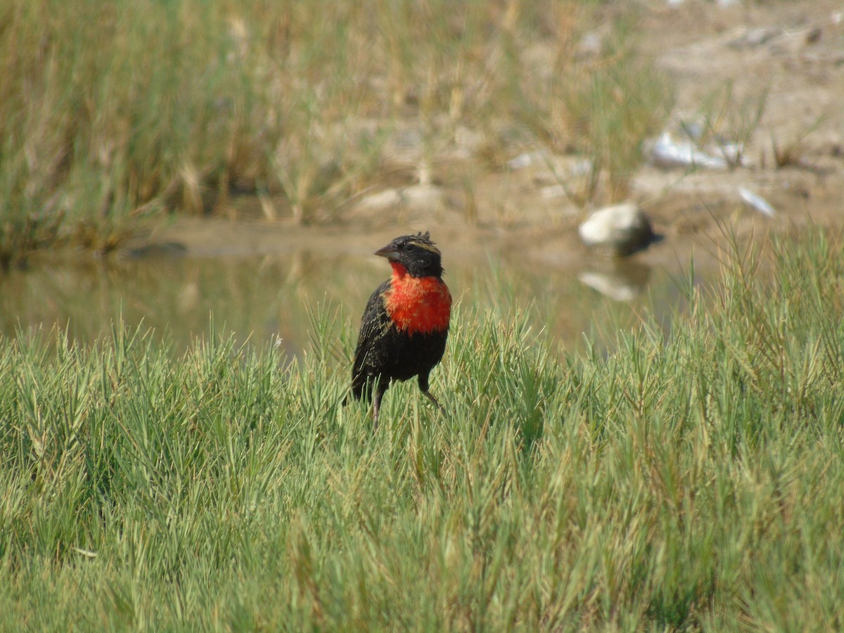 White-browed Meadowlark - ML101516321