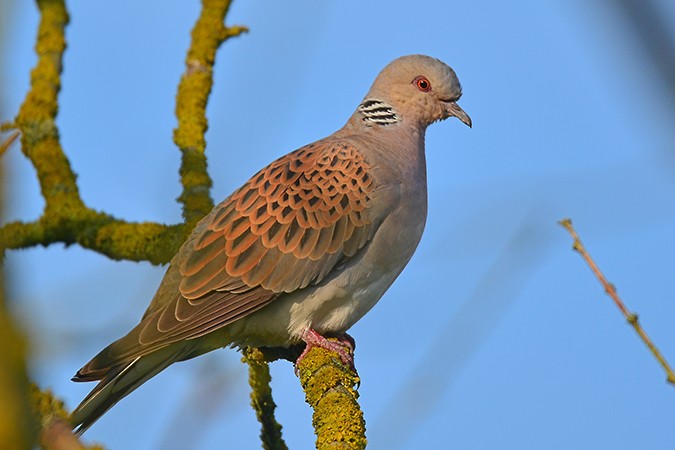 European Turtle-Dove - ML101516471