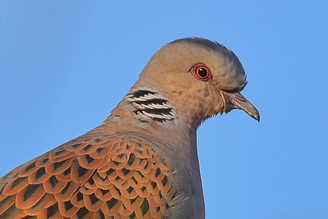 European Turtle-Dove - ML101516481