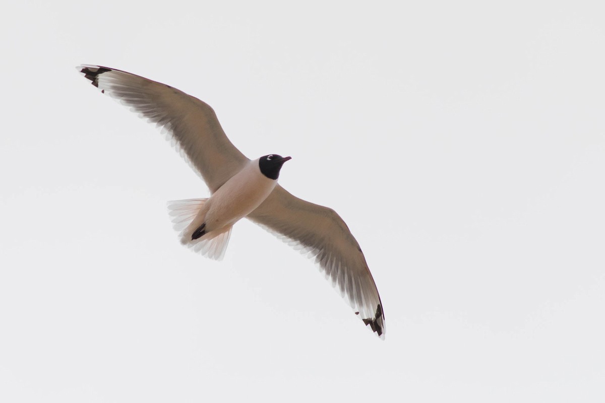 Franklin's Gull - ML101517131