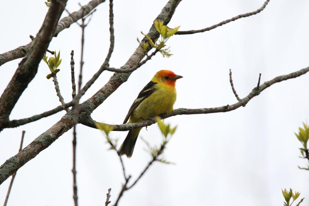 Western Tanager - Susan Kulinski