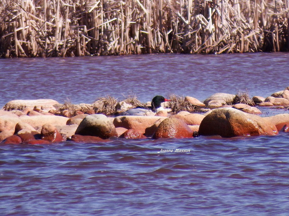 Common Merganser - ML101517981