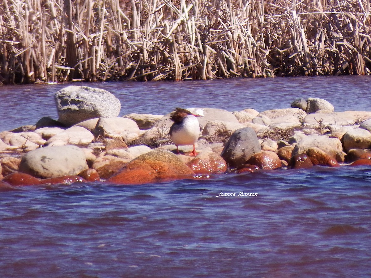 Common Merganser - ML101517991