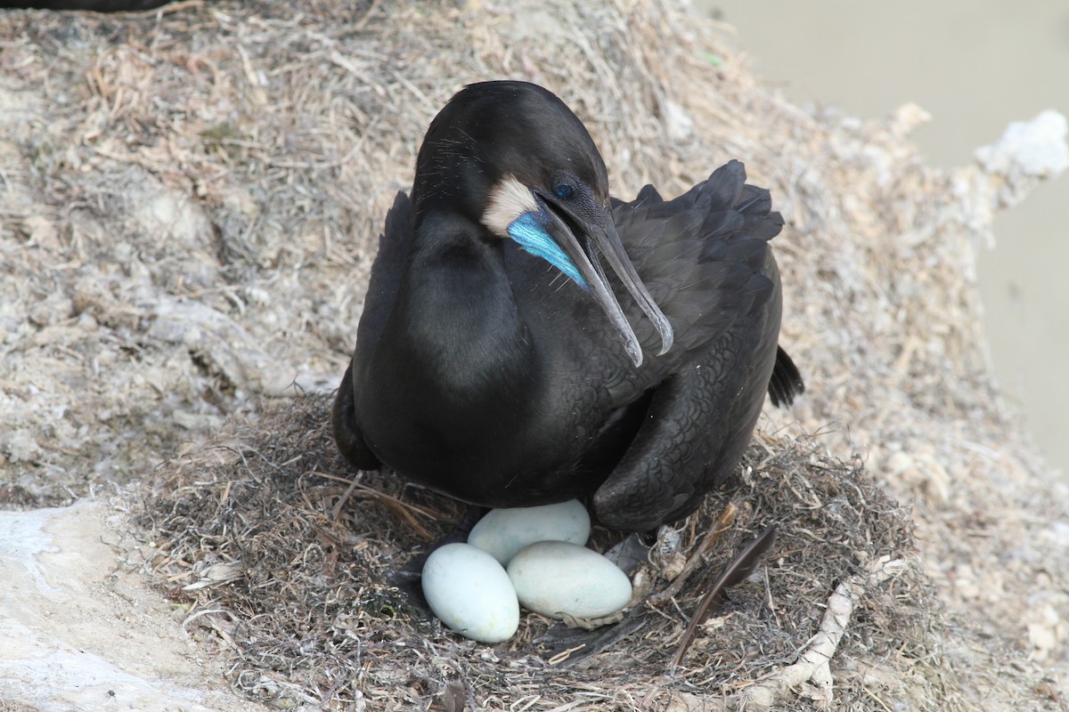 Brandt's Cormorant - Mike Nelson