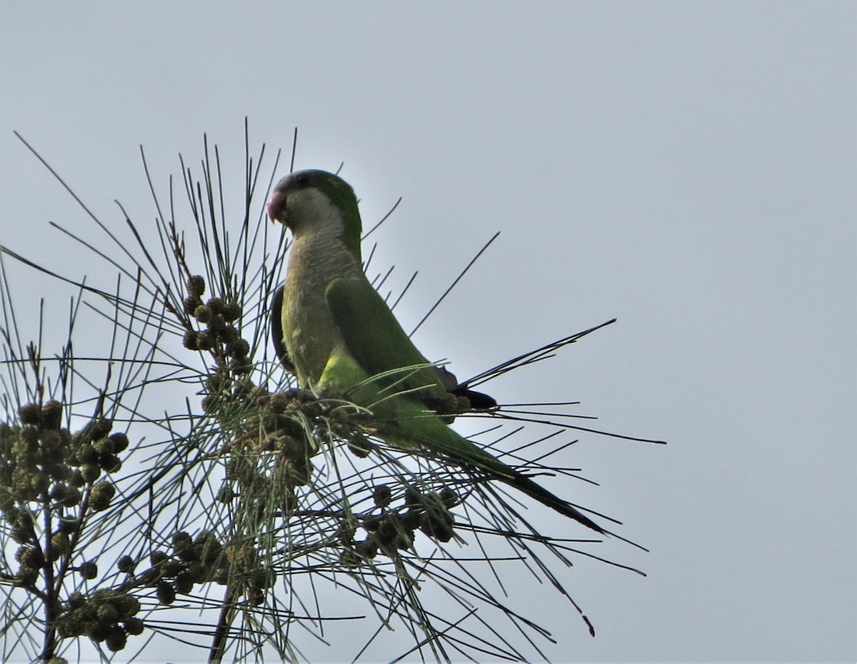 Monk Parakeet - ML101518281