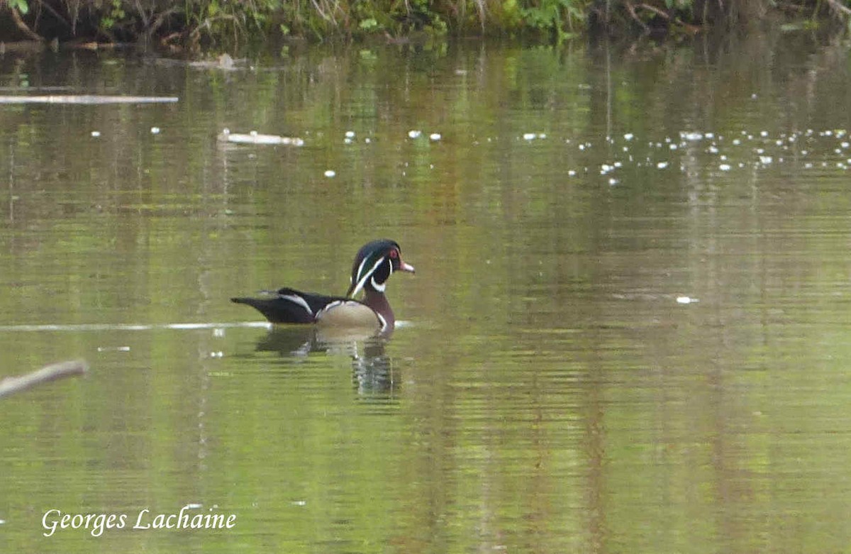 Wood Duck - ML101518371