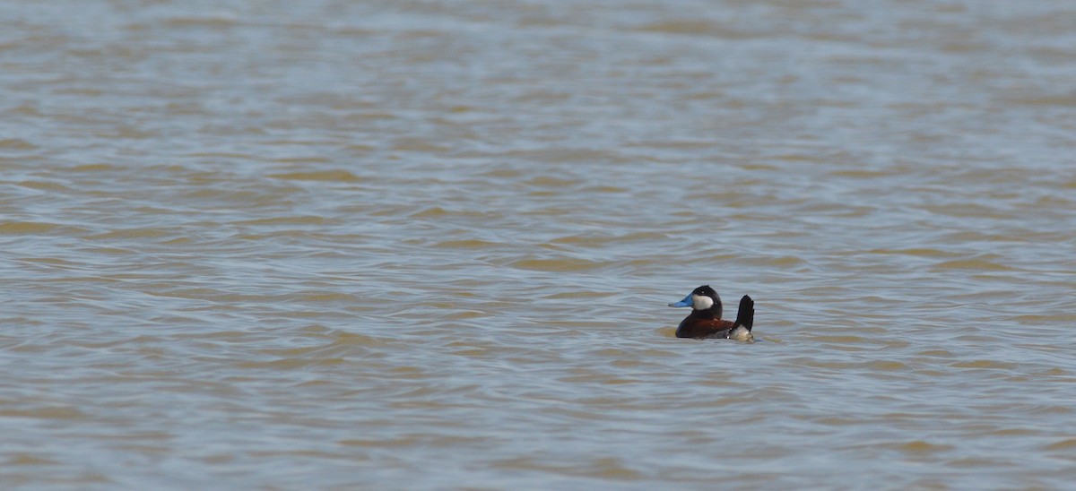 Ruddy Duck - ML101518561