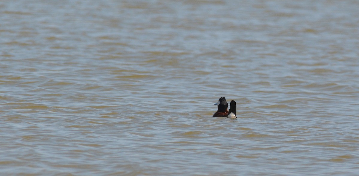 Ruddy Duck - ML101518611