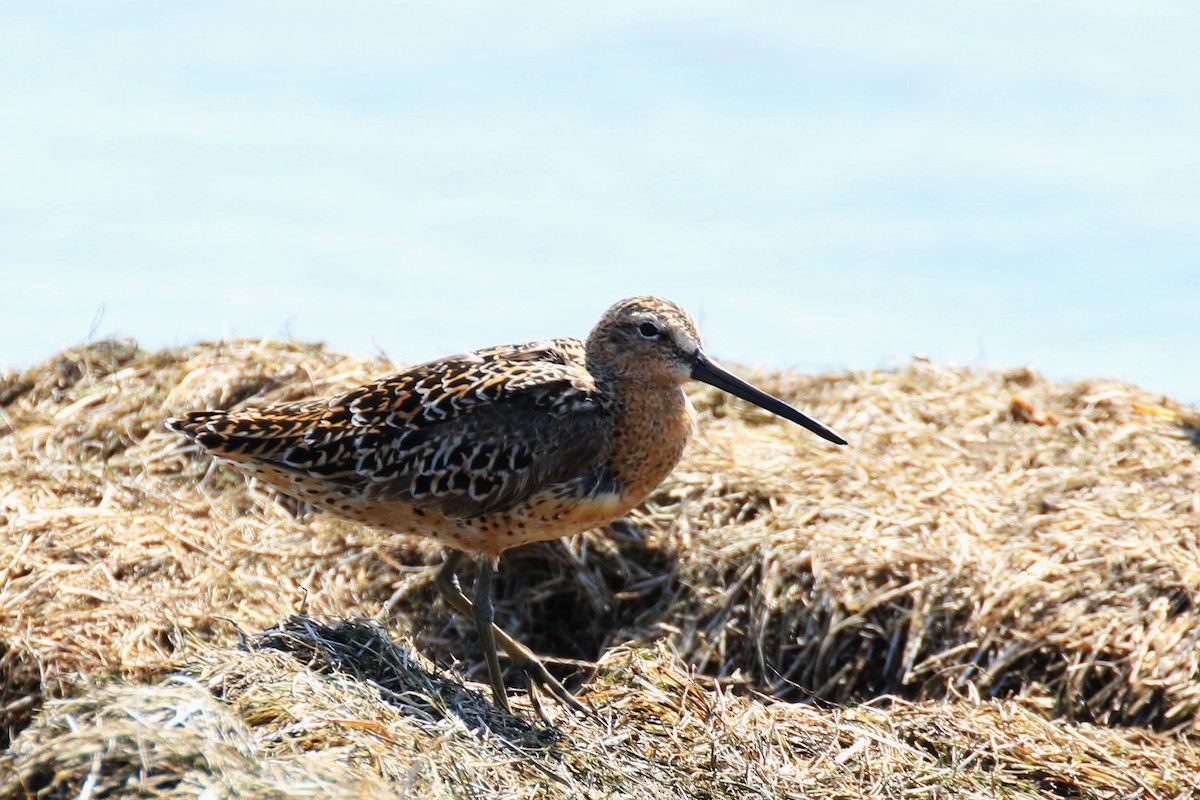 Long-billed Dowitcher - Denis Tétreault