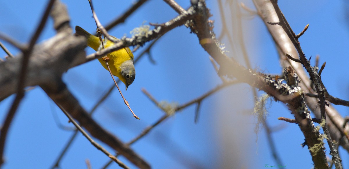 Nashville Warbler - François Hamel