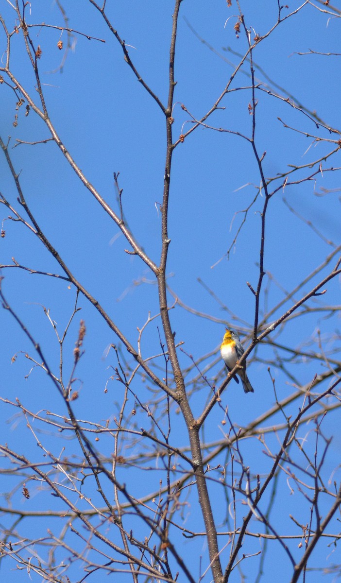 Northern Parula - ML101519311